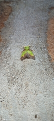 Aergina hilaris