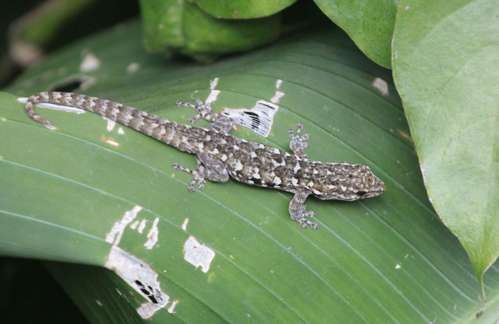 Angulate dwarf gecko (Lygodactylus angularis)