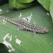 Angulate Dwarf Gecko - Photo (c) Nico Vromant, some rights reserved (CC BY-NC), uploaded by Nico Vromant