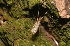 Ilisia maculata