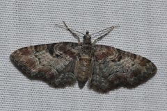 Eupithecia ravocostaliata