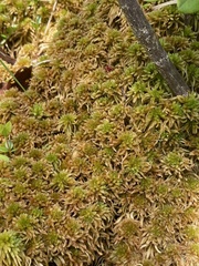 Sphagnum flavicomans