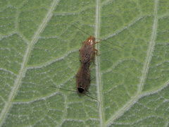 Ectobius erythronotus