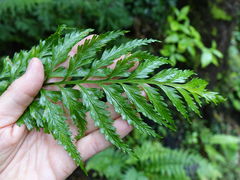 Asplenium lamprophyllum