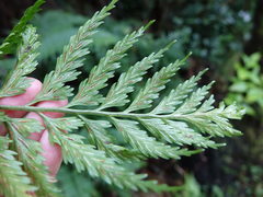 Asplenium lamprophyllum