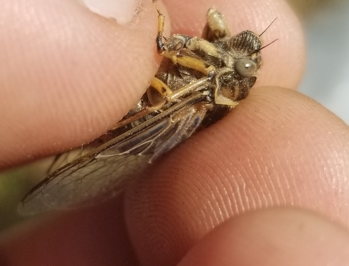 photo of Whip Cicadas (Okanagana)
