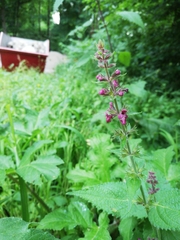 Stachys sylvatica