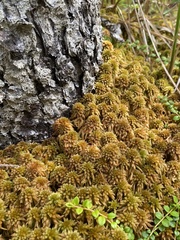 Sphagnum flavicomans