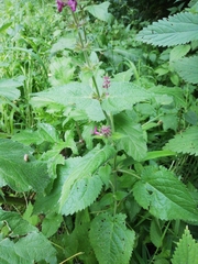 Stachys sylvatica