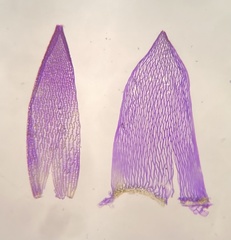Sphagnum flavicomans