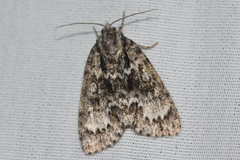 Acronicta fragilis