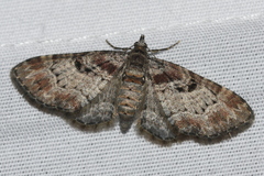 Eupithecia ravocostaliata