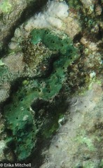 Amphimedon viridis