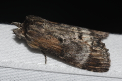 Dasylophia thyatiroides