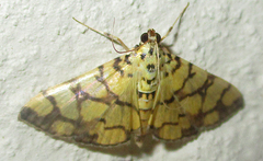Pardomima distortana
