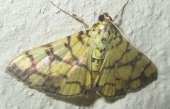 Pardomima distortana