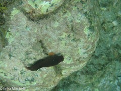 Ophioblennius macclurei