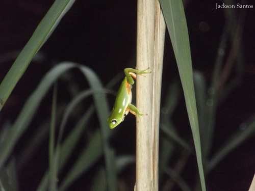 Pithecopus gonzagai