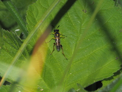Macrophya postica