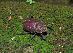 Coleoptera