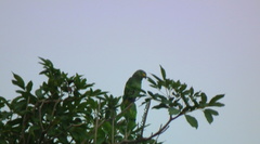 Amazona amazonica amazonica