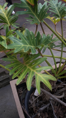 Thaumatophyllum xanadu