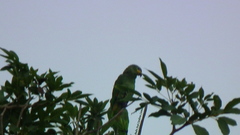 Amazona amazonica amazonica