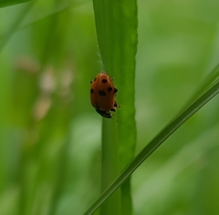 Hippodamia variegata