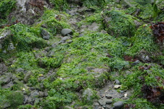 Ulva californica