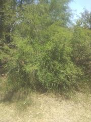 Vachellia farnesiana