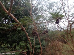 Dichrostachys cinerea