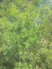 Vachellia farnesiana