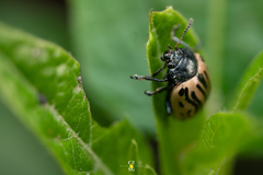 Calligrapha dislocata