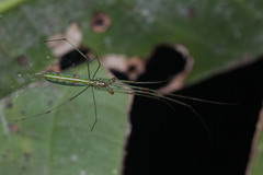 Tetragnathidae