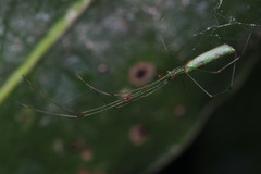 Tetragnathidae