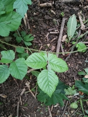 Rubus fruticosus