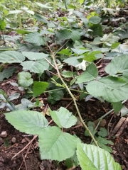 Rubus fruticosus