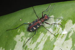 Cicindelina