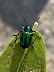 Chrysochus