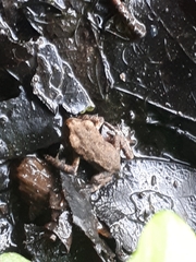 Bufo