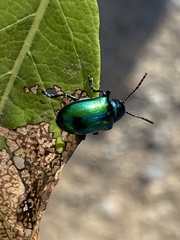 Chrysochus