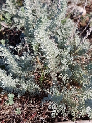 Artemisia caerulescens gallica