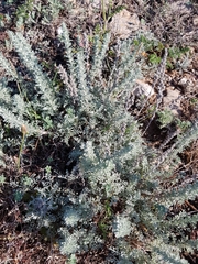 Artemisia caerulescens gallica