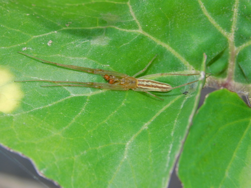 Tetragnatha striata