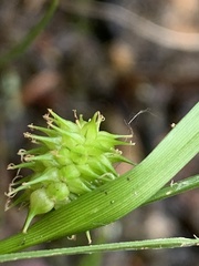 Carex cryptolepis