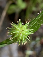 Carex cryptolepis