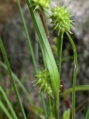 Carex cryptolepis