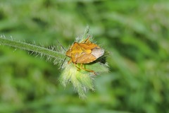 Carpocoris purpureipennis