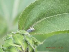 Graphocephala hieroglyphica