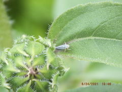 Graphocephala hieroglyphica